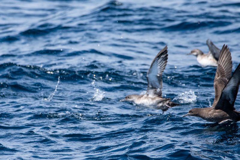 Puffins fuligineux et des Baléares s&rsquo;envolant